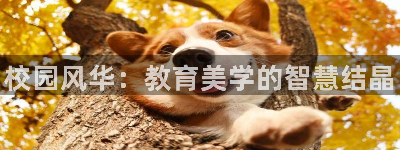 谈球吧官网下载